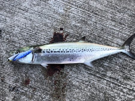 サゴシサゴシサゴシ