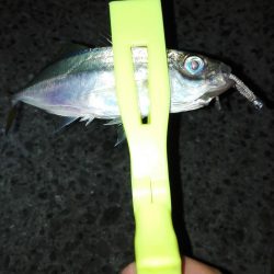 ナイトあーじ＆たーちー