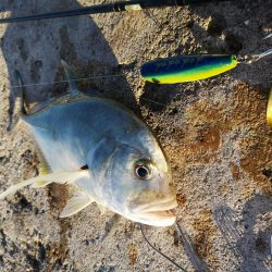 早朝より2バイト1ヒットでロウニンアジ