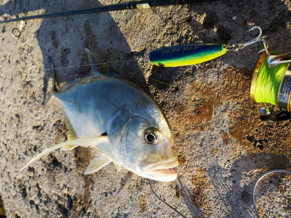 早朝より2バイト1ヒットでロウニンアジ