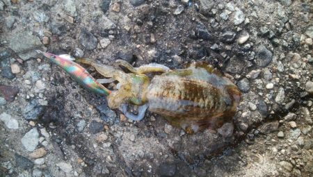 激濁りの中、アオリ2杯！！