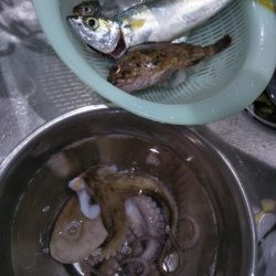 南港渡船で色々釣査