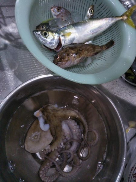 南港渡船で色々釣査