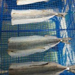 サヨリ よく釣れました