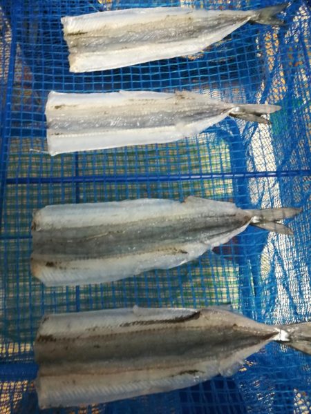 サヨリ よく釣れました