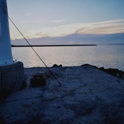 今季初、古代魚ターポン