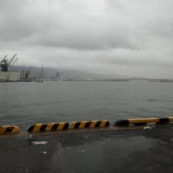 にごりの中のタチウオ