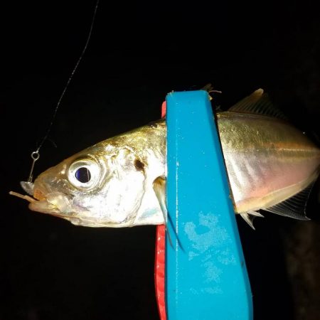 雨のアジング‼