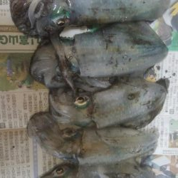 濁りの中、10日ぶり、アオリ5杯！！