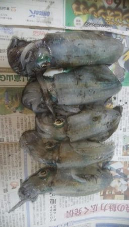 濁りの中、10日ぶり、アオリ5杯！！