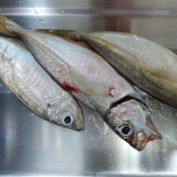 ジグサビキ　ワインド　シーバス