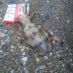 アオリイカ2杯 胴長16センチ!!