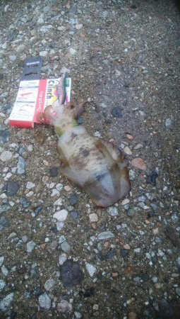 アオリイカ2杯 胴長16センチ!!