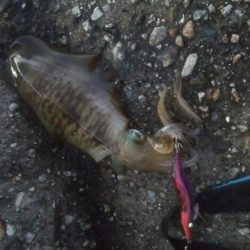 朝マズメ アオリイカ8杯!!!