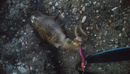 朝マズメ アオリイカ8杯!!!