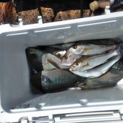 三投目でイサキ36cm・・