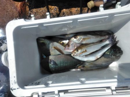 三投目でイサキ36cm・・