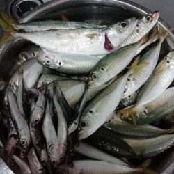 イワシフライを！