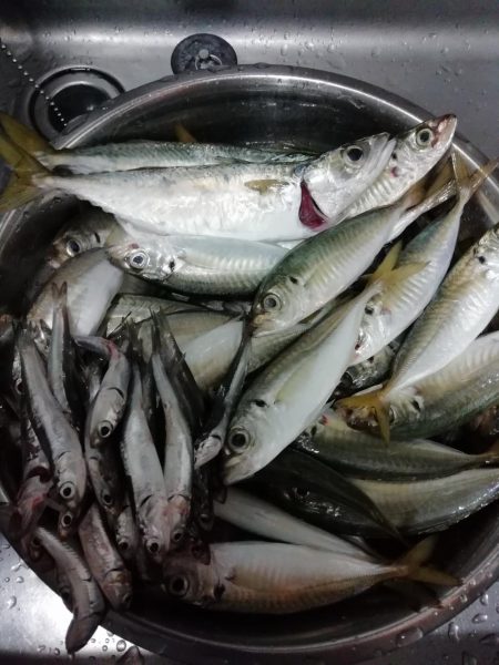 イワシフライを！