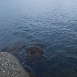 アオリイカ 朝マズメ狙い 8杯!