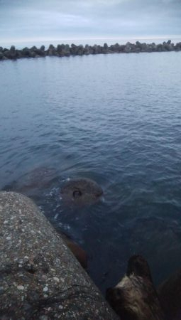 アオリイカ 朝マズメ狙い 8杯!