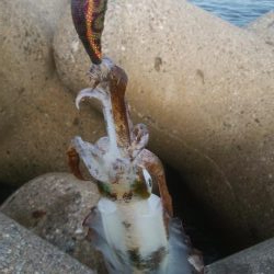 祝 アオリちゃん 100杯達成!!!