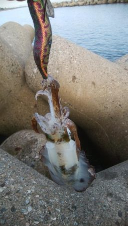 祝 アオリちゃん 100杯達成!!!