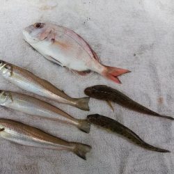 チャリコ湧きキス何処へ