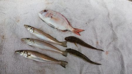 チャリコ湧きキス何処へ