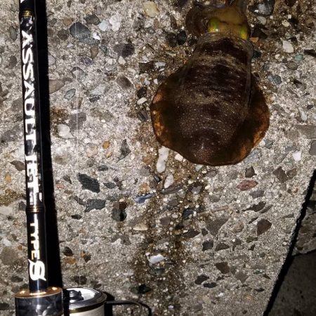 秋アオリイカエギング