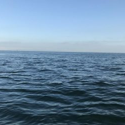 ベイトわんさか