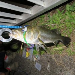 久しぶりの湾奧釣行でシーバスキャッチ!