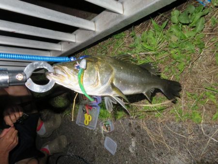 久しぶりの湾奧釣行でシーバスキャッチ!