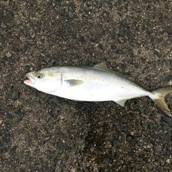 サバ、サゴシ、ハマチ