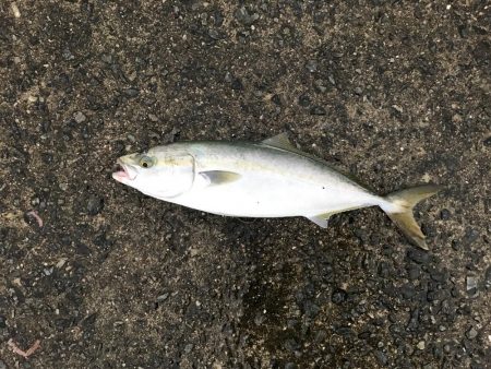 サバ、サゴシ、ハマチ