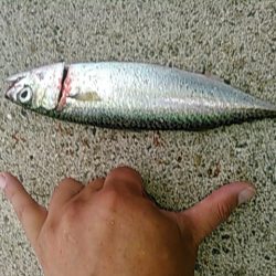 ライトショアジギング