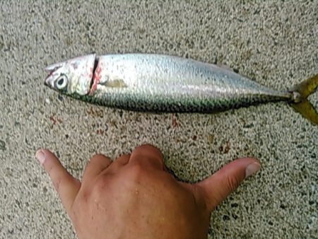 ライトショアジギング