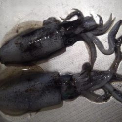 台風前のエギング