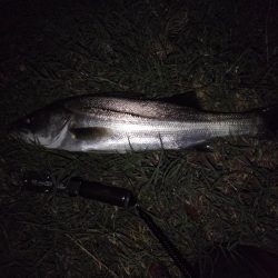 リバーシーバス