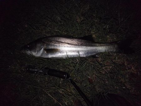 リバーシーバス