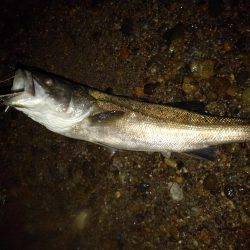 リバーシーバス