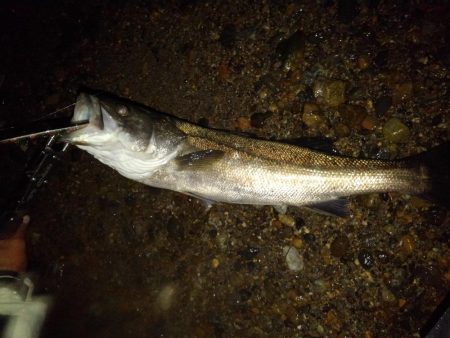 リバーシーバス