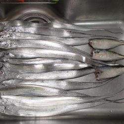 タチウオ入れ食い