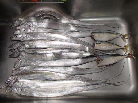 タチウオ入れ食い