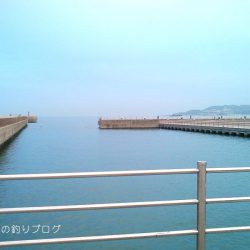 短時間サビキで38匹！