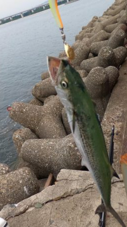 台風通過後ショアジギ７目釣り