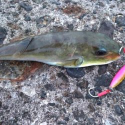 枕崎でライトショアジギング