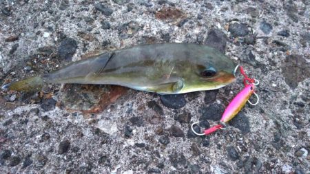 枕崎でライトショアジギング