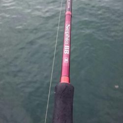 毎日タチウオ釣行