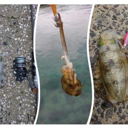 近場で新子調査